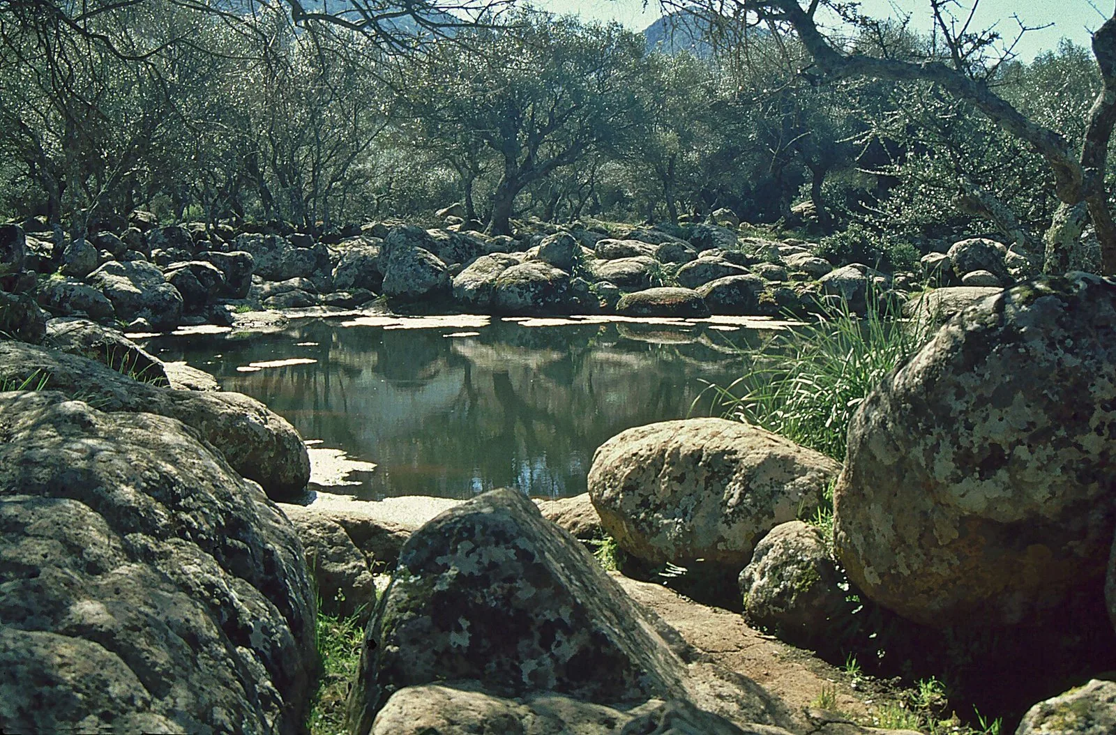Uno specchio d'acqua fra massi e alberi secolari sull'altopiano del Golgo
